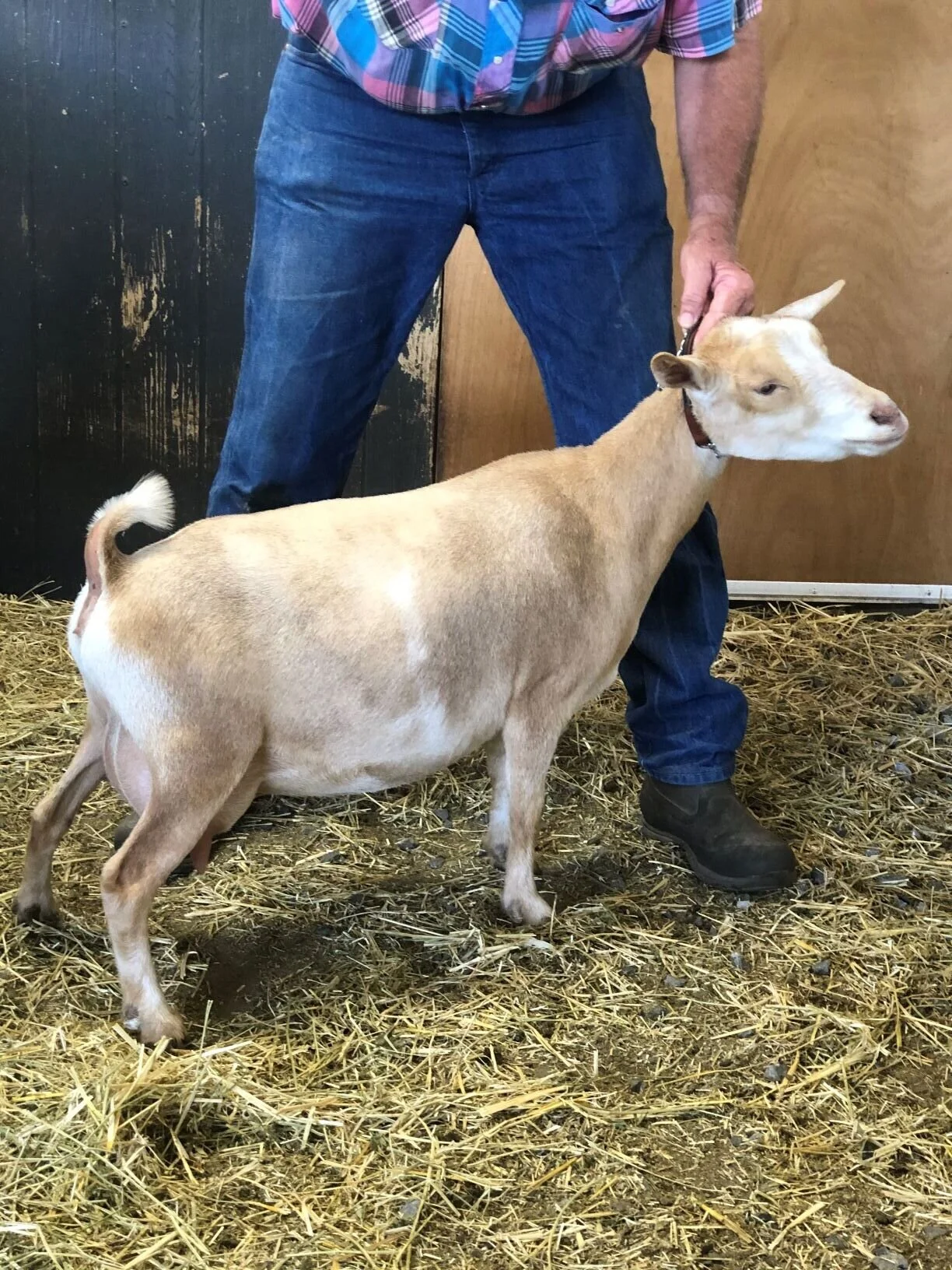 Cedar View Destiny 2*M — Cedar View Nigerian Dwarf Goats and